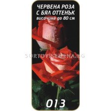 Храстовидна роза 013