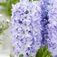 Зюмбюл/ ORIENTALIS Sky Planet - 1 бр.