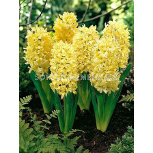 Зюмбюл Single  'Gipsy Princess' 14/15