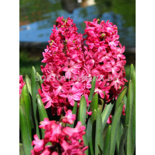 Зюмбюл / HYACINTHS Red Magic /15/16