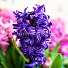 Зюмбюл/ ORIENTALIS HYACINTHUS Adrian - 1 бр.