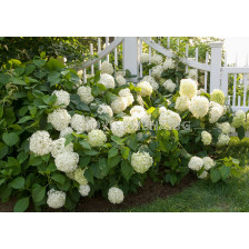  Хортензия бяла - Hydrangea Macrophylla White