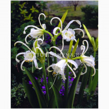 Исмене Zwanenburg -  Hymenocallis (Ismene) festalis Zwanenburg