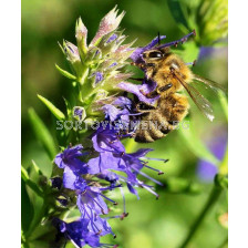 Семена Хисоп за масло - Hyssopus officinalis (лилав) 1 кг