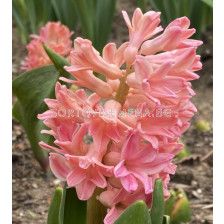 Зюмбюл/ Hyacinths orientalis Sweet Invitation - 1 бр.
