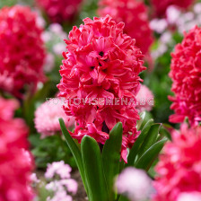 Зюмбюл/ Hyacinths orientalis Red Glory - 1 бр.