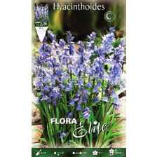 Синчец Blue (Scilla Siberica) - 1 оп (10 луковици)