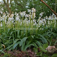 Лъжезюмбюл /Hyacinthoides Hispanica White/ 1 бр