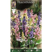 Лъжезюмбюл Squill Hyacinthoides mix