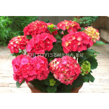 Хортензия (Hydrangea Macrophylla Red)– червена