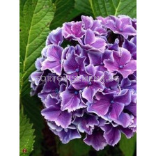 Хортензия (Hydrangea Bicolor Lila-White)– лилаво-бяла