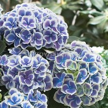 Хортензия (Hydrangea Bicolor Blue-White) – синьо-бяла