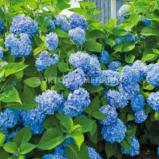 Хортензия синя - Hydrangea Macrophylla Blue - 1 бр.