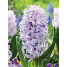 Зюмбюл City of Bradford 1 бр 