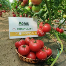 Семена домат HONEYLILI F1 - розов оранжериен /ZKI/
