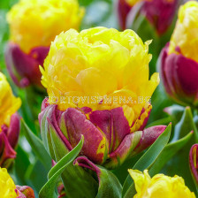 Лале/ Tulips double late Ice Cream Banana - 1 бр.