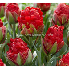 Лале/ Tulips double late Ice Cream Strawberry - 1 бр.