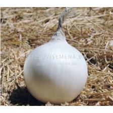 Семена за пролетен лук Icepearl F1) BJ 