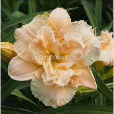 Хемерокалис Ikebana Star/ HEMEROCALLIS - 1 брой