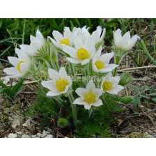 Котенца /Pulsatilla White / 1 бр