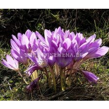 Колхикум /есенен минзухар / Colchicum Bornmuelleri 1 бр