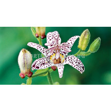 Трицитрис бял /tricyrtis white spotted/ 1 бр