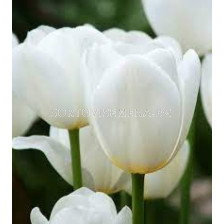 Лале /Tulip Catherina/ 11/12