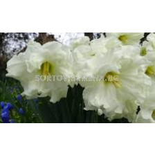 Нарцис ( Narcissus Colblanc ) 1 оп - 3 бр