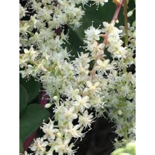 Марейска лоза /Anredera cordifolia/ 1 бр
