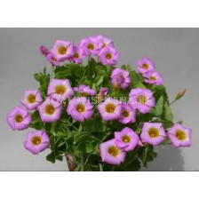 Киселиче / Oxalis depressa / 1 бр