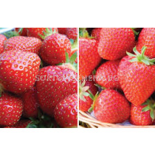 Ягоди микс - 5 бр - sortovisemena.bg Ягоди микс - 5 бр