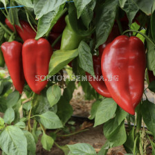 Семена пипер 011 F1 _ZKI- 1000 семена