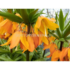 Фритилария / Fritillaria imperialis eduardii / 1 бр