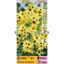 Иксия Yellow Emperor - 1 брой