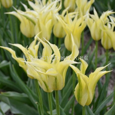 Лале /Tulip Green Dance/ 1 бр