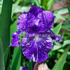 Ирис /Iris Germanica Purple Striped White / 1 оп- 1 бр