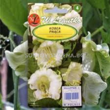 Кобея бяла / Cobaea scandens white / LG 1 оп