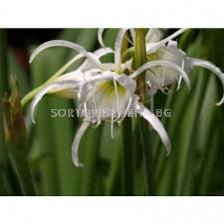 Исмене /Hymenocallis 'Advance'/- 1бр