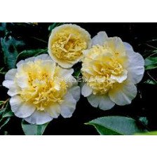 Камелия жълта - Camelia Japonica Yellow - 1 бр