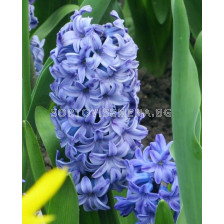 Зюмбюл / HYACINTHS DELFT BLUE/ 14/15