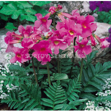 Инкарвилея - размер XXL