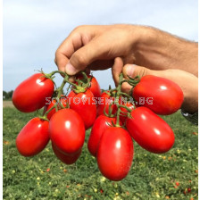 Семена домати  Incipit F1 - 500 семена