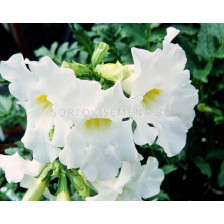 Инкарвилея бяла -  Incarvillea White - 2 бр.