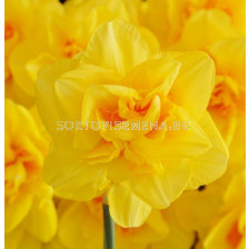 Нарцис/ DOUBLE NARCISSUS Indiras - 1 бр.
