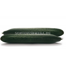 Семена краставици Инвиктус F1 - 500 семена