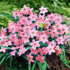 Ифейон /Ipheion uniflorum 'Charlotte Bishop'/ 1 бр