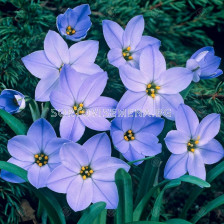 Ифейон /Ipheion uniflorum 'Rolf Fiedler'/ 1 бр