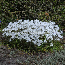 Ифейон /Ipheion uniflorum 'Alberto Castillo'/1 бр