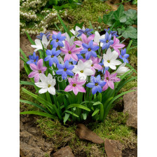 Ифейон микс/ Ipheion uniflorum mixed - 1 бр.