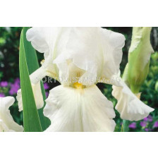 Ирис / IRIS GERM. BOULE DE NEIGE/ 